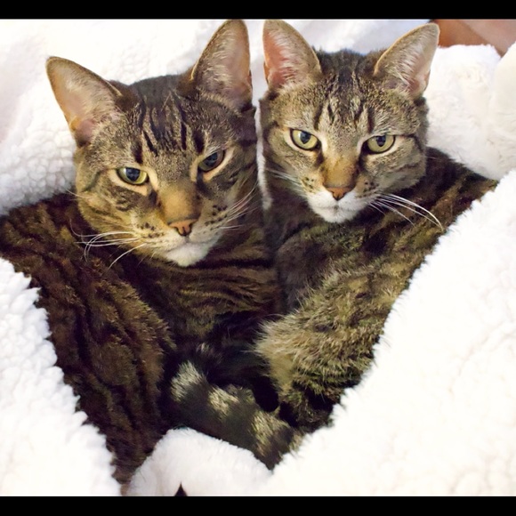 Meet the Posher - Picture 2 of 3